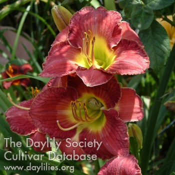 Imperial Splendor AHS image