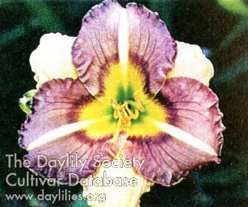 Indy Brown Sugar