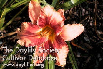 Indy Dragon Fire AHS image