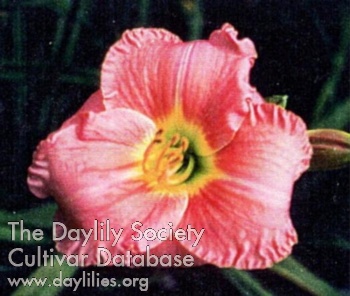 Indy Empress Seal AHS image