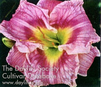 Indy Frosted Pink AHS image