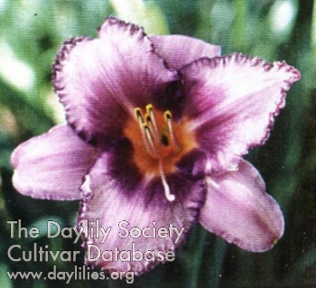 Indy Picoteed Jewel AHS image