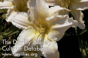 Indy Seductress AHS image