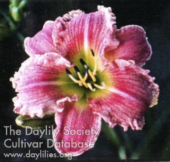 Indy Star Dust AHS image