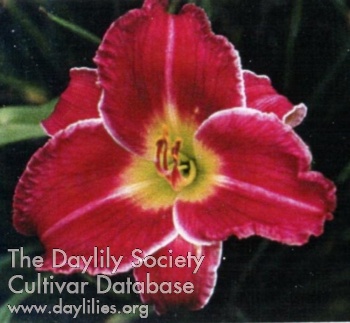 Indy Whiz Bang AHS image