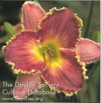 International Delight AHS image
