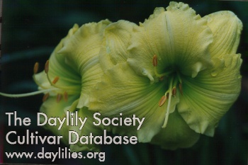 Irish Envy AHS image