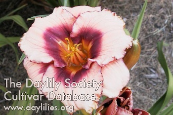 Island Jewel AHS image
