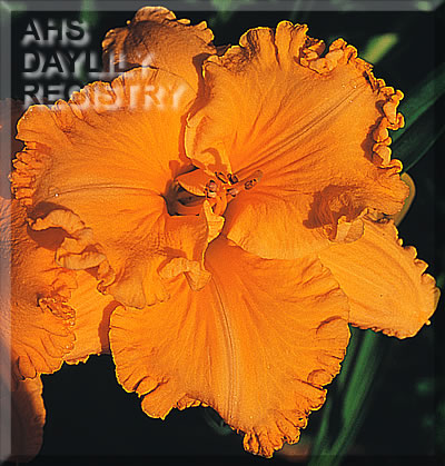 Joint Venture AHS image