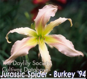 Jurassic Spider AHS image