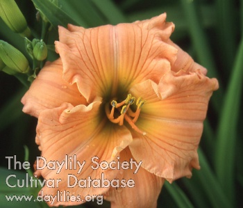 Kentucky Dream AHS image