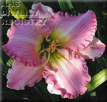 Kylene AHS image