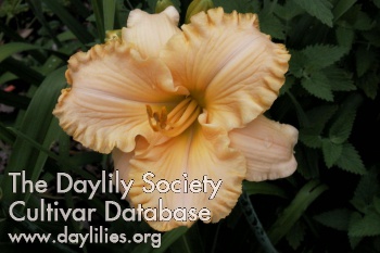 Lady Arabella AHS image