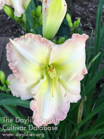 Lady Dianne Mrak
