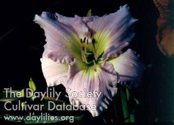 Lavender Daydream AHS image