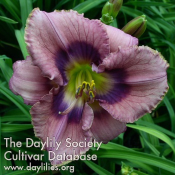 Lavender Laureate AHS image