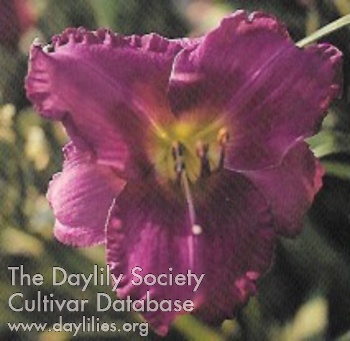 Lavender Riches AHS image