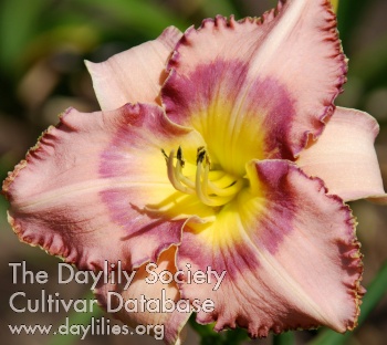 Lavender Showstopper AHS image