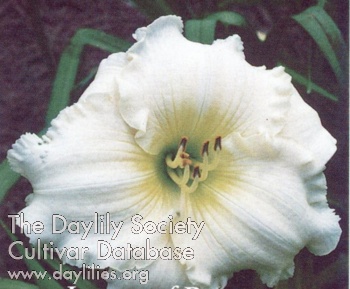 Legacy of Beauty AHS image