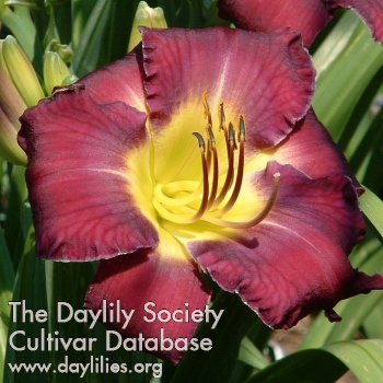 Lilac Jewel AHS image