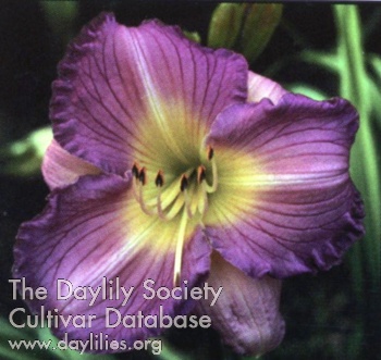 Lilac Lady AHS image