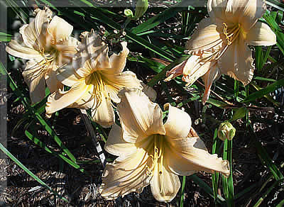 Holly Hill Peach Swirl