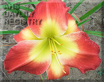 Jim Matthews AHS image