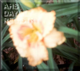 Lisa Pucket AHS image