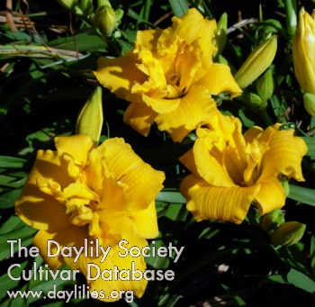 Little Dixie Gold AHS image