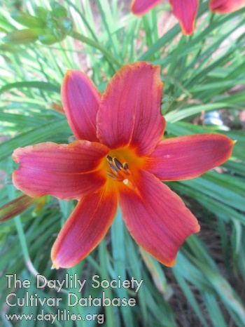 Little Red Spring Song