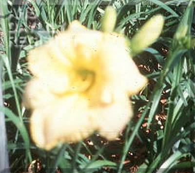 Love's Excelling Way AHS image