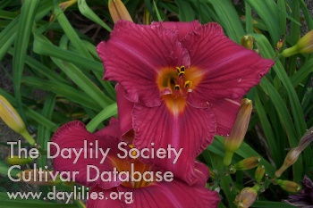 Lovely Loretta AHS image