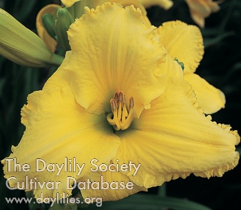 Luscious Yellow AHS image