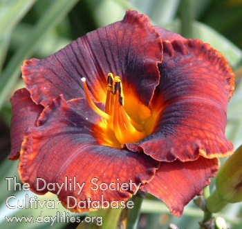 Mahogany Magic AHS image