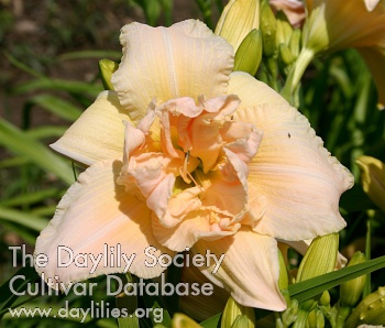 Malibu AHS image