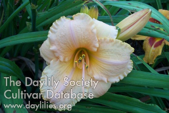 Mary Ann's Delight AHS image