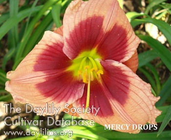 Mercy Drops AHS image