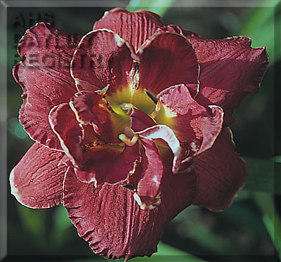 Merlot Rouge AHS image