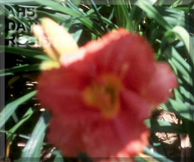 Michaela's Magic AHS image