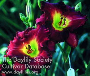 Midnight Tango AHS image