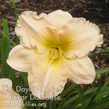 Misty Apricot AHS image