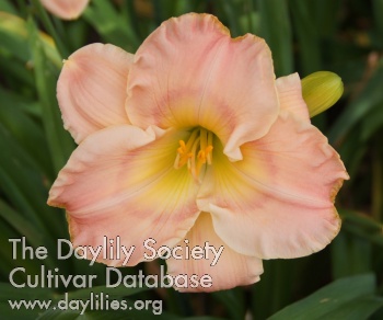 Molino Blushing Beauty