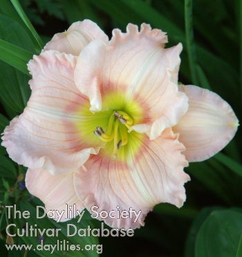 Molino Pink Loveliness