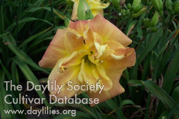 Morningstar's Delight AHS image