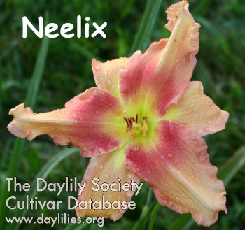 Neelix