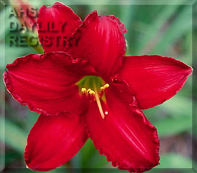 New Prairie Ruby AHS image