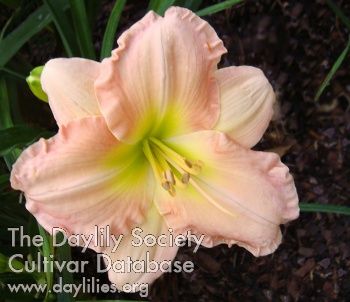 Newberry Charmer AHS image