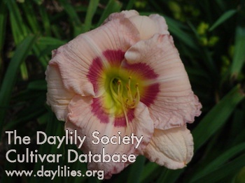 Newberry Cherry Eye AHS image
