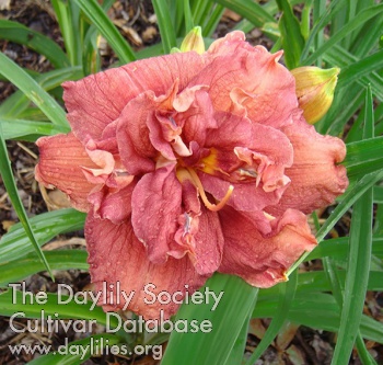 Newberry Rose Dawn