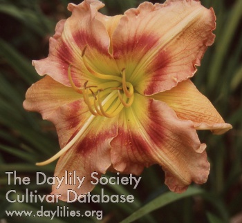 Obbie Dedman AHS image